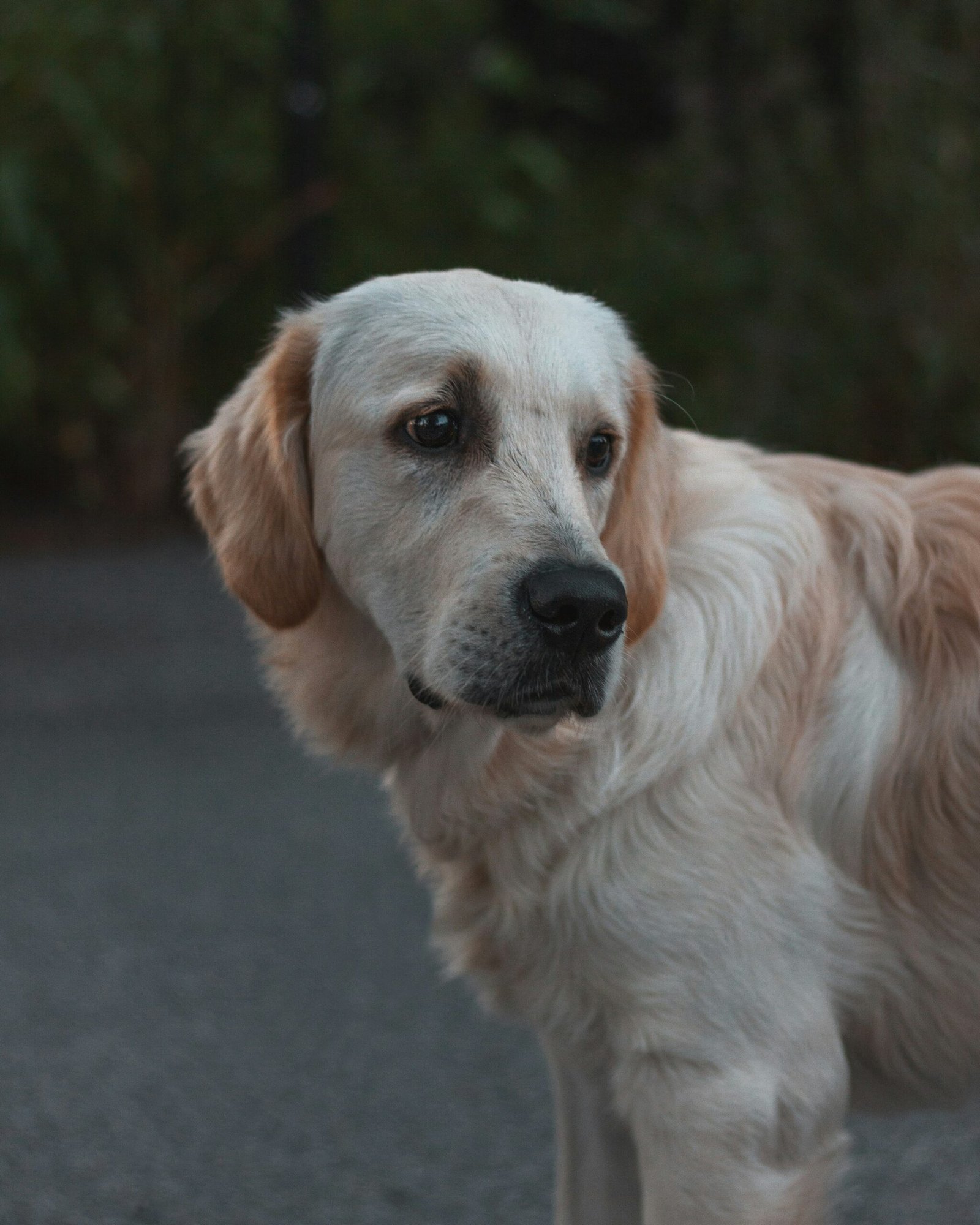 adult Labrador retriever