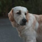 adult Labrador retriever