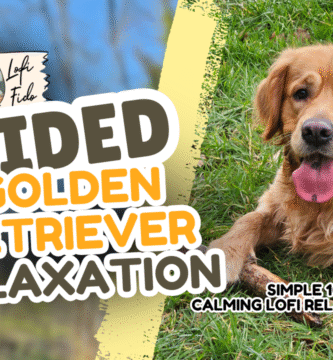 10 minute golden retriever relaxation